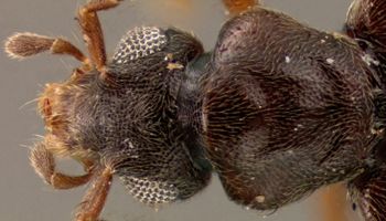 Media type: image;   Entomology 27480 Aspect: head dorsal view